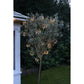 Starburst Chain Lights | Lumina Of London