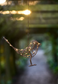 Hanging Robin